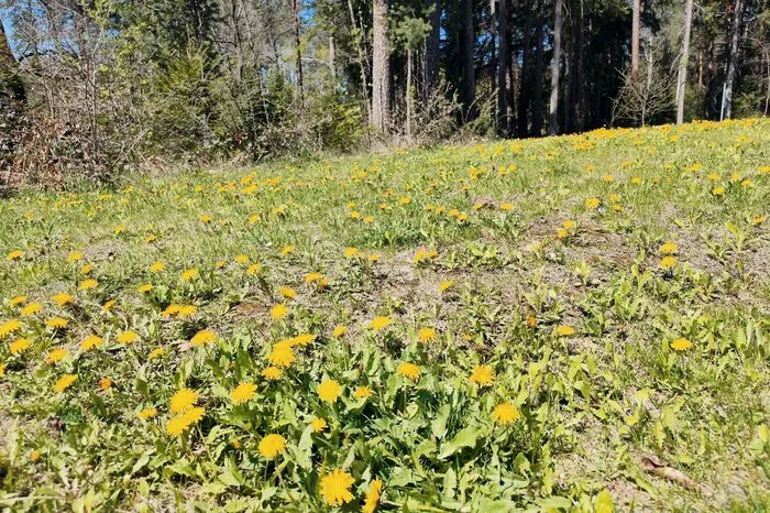 Auch die Blumenwiese ist eine Herausforderung für den Autofokus. Richtig scharf ist keine der Löwenzahnblüten.