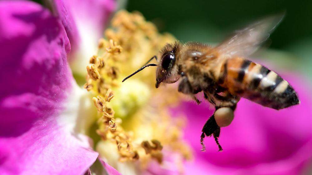 Neuigkeiten aus der Bienenwelt