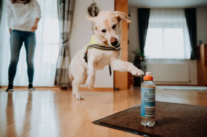 Die Übungen bereiten dem Labrador viel Freude, erfordern aber auch großes Konzentration.