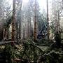 In Kärnten wächst jedes Jahr um 400 Hektar mehr Wald als geschlägert wird, sagt die Landwirtschaftskammer