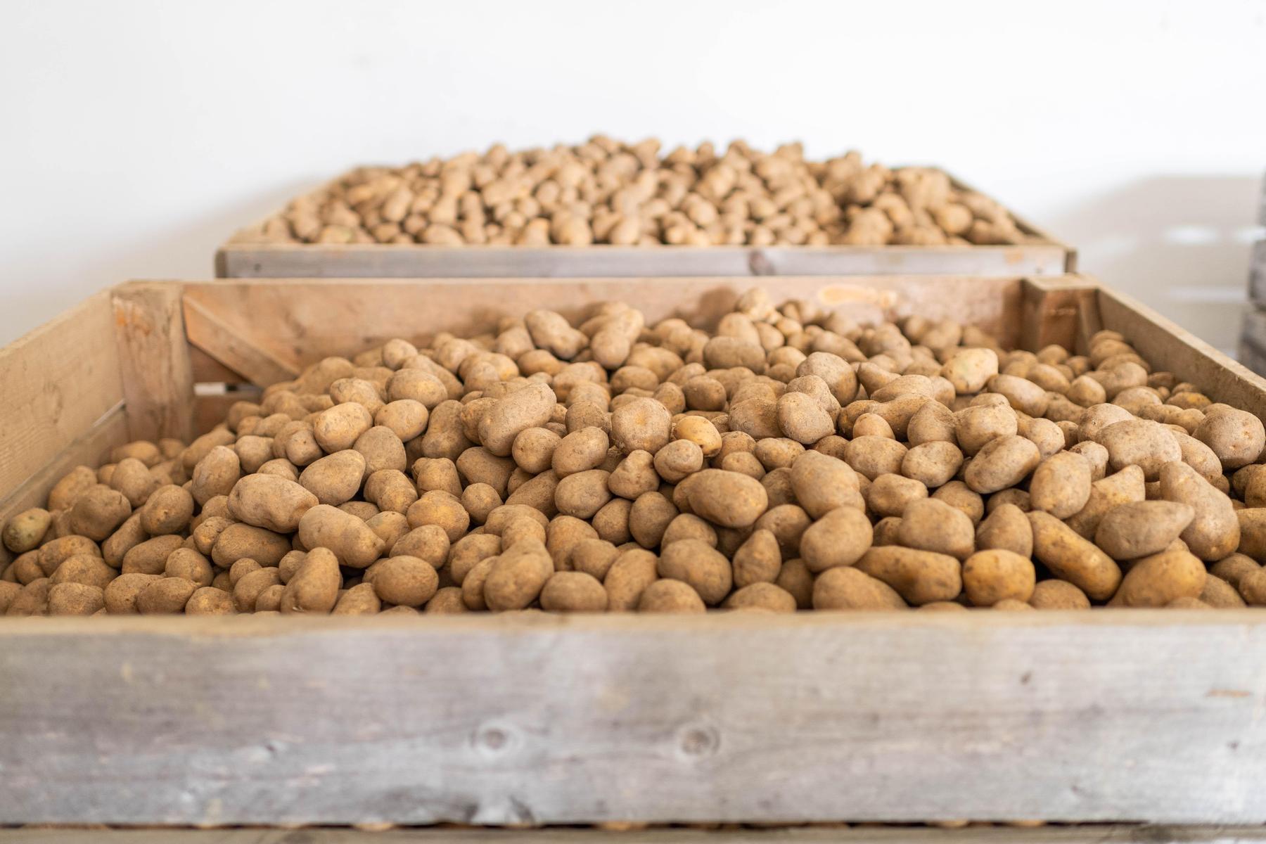 Tausende Euro Schaden: Kärntner Landwirt bestellt 22 Tonnen Erdäpfel und wartet vergebens 