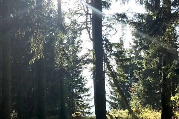Die Herbstsonne blinzelt durch die Wälder im Rabenwald.