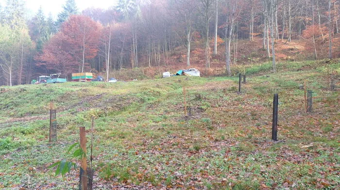 Auf ihrer Plantage in Urscha (Gleisdorf) haben Maria Orthaber und Patrick Macher Pekannussbäume angepflanzt.