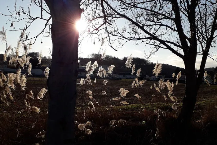 Anmutige Gräser im Wind hat Gerlinde Groznik aus St. Stefan im Rosental fotografiert