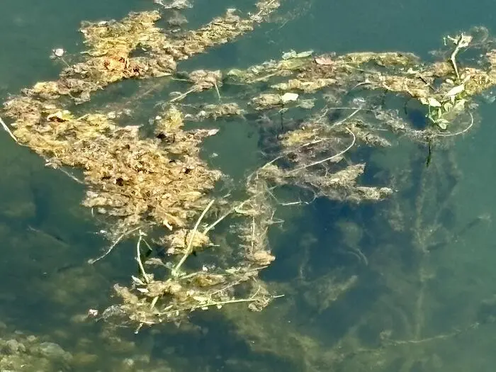 Das rasche Ausbreiten der Makrophyten, also größerer Wasserpflanzen, hatte zuletzt am Aldriansee für Diskussionen gesorgt