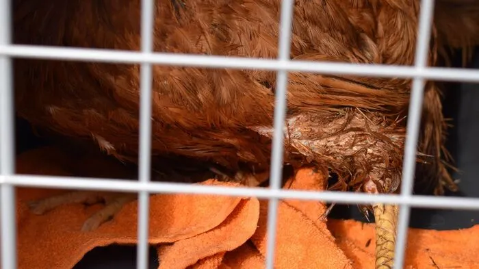 Die ausgesetzten Tiere waren verletzt.