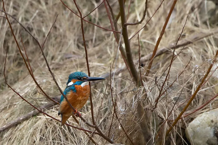 Fast exotisch wirkt das bunte Gefieder des Eisvogels vor dem Hintergrund des kargen, winterlichen Flußufers.