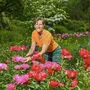 Mit Einsatz und Liebe pflegt Astrid Mattuschka das blühende Erbe ihrer Mutter Gerhild, die hunderte Pfingstrosenraritäten gepflanzt hat. Nun stehen sie in voller Blüte