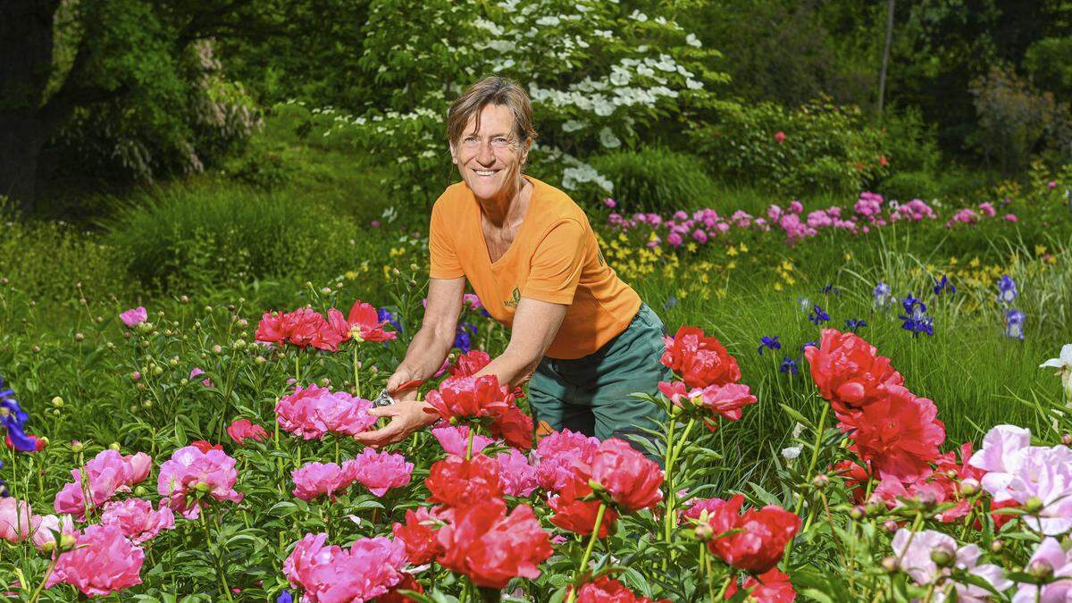 Mit Einsatz und Liebe pflegt Astrid Mattuschka das blühende Erbe ihrer Mutter Gerhild, die hunderte Pfingstrosenraritäten gepflanzt hat. Nun stehen sie in voller Blüte