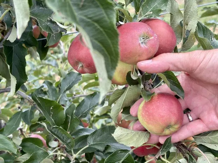 Nicht nur die Gala-Äpfel sind heuer kleiner geblieben. Anhaltende Hitze und Trockenheit haben das Wachstum der Früchte deutlich gebremst