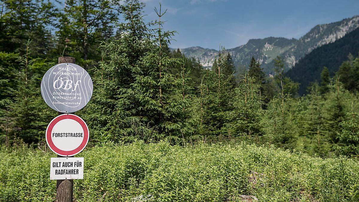 Der Rothwald in Niederösterreich gilt als einer der letzten unberührten Wälder in Europa.