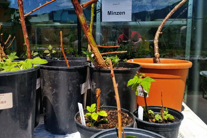 ... Obstbäume oder Ziersträcher: Viele Pflanzenliebhaber wurden fündig.