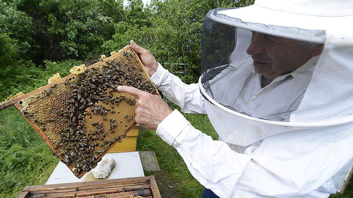 Um die Bienenzucht gibt es in Kärnten bereits seit Jahren heftige Diskussionen