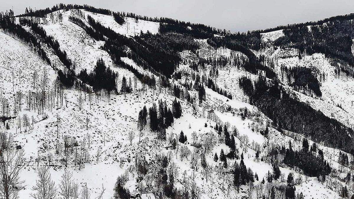 Stürme und Borkenkäfer setzten dem Waldbestand in Südkärnten arg zu