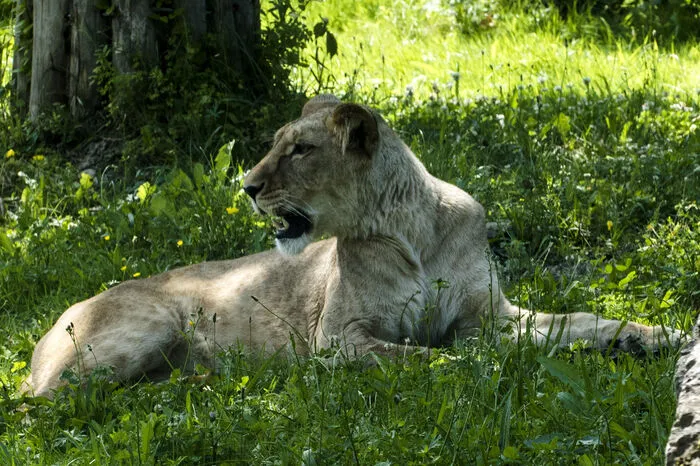 Neben dem Löwenpärchen als Publikumslieblinge gibt noch mehr als 130 Tierarten im Tierpark und machen ihn zur Attraktion
