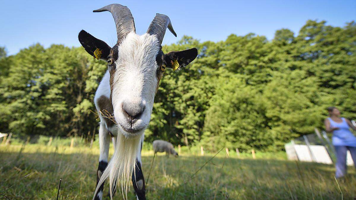 Camillo hat sich wieder gut erholt 