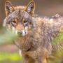 Die Wogen um den Wolf gehen hoch: Immer mehr der Tiere wandern nach Österreich ein