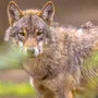 Die Wogen um den Wolf gehen hoch: Immer mehr der Tiere wandern nach Österreich ein