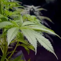 Im Heustadl betrieb das Trio - zwei Männer und eine Frau - eine professionelle Cannabis-Plantage