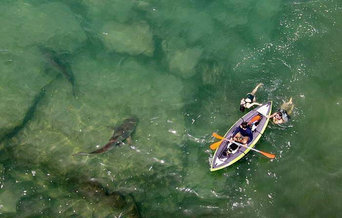 Die israelische Naturparkbehörde warnte die Menschen davor, zu den Haien ins Wasser zu gehen