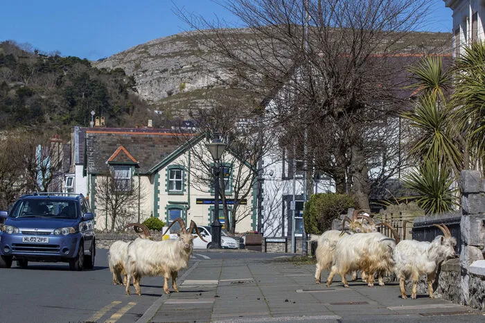 "Es gibt einfach keinen Weg, die Tiere zu stoppen", zitierte die Zeitung "The Guardian" einen Vertreter der Stadt.