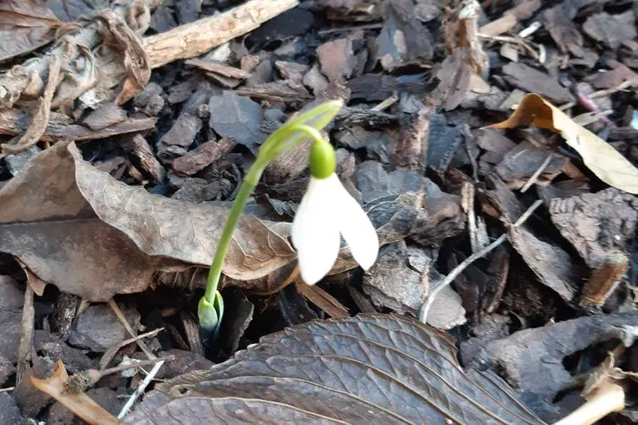 "Das sind zwei Frühblüher vor dem Haus in St. Lorenzen am Wechsel. Gestern sah ich auch eine Biene bei den Schneerosen. Es gelang mir leider kein Foto ..."