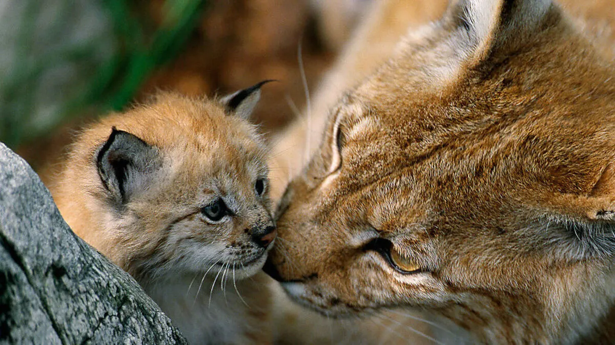10.000 Luchse (in etwa) leben in Europa, vor 100 Jahren waren sie hier nahezu ausgestorben. In Gegenden wie dem Böhmerwald wurden sie angesiedelt, anderswo sind sie von selbst eingewandert.  