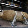 Eine 250 Kilogramm schwere Fliegerbombe, die bei Bauarbeiten in der Conrad-von-Hötzendorf-Straße in Graz, nahe dem Stadion Liebenau im Dezember  entdeckt wurde