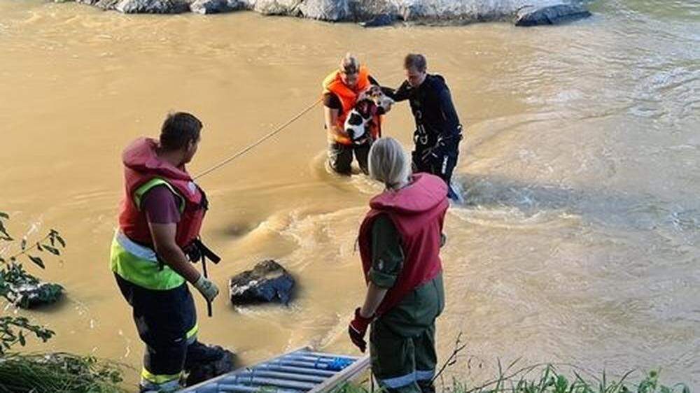 Rettungsaktion in der Raab: Feldbacher Feuerwehrkameraden bringen Benji zurück ans Ufer