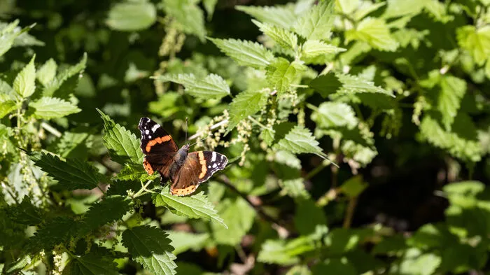 Artenvielfalt ist Teil eines größeren Konzepts, die als Biodiversität bezeichnet wird. Besondere Vorzeigeprojekte, die zur Nachahmung einladen, werden auch heuer wieder vom Land Steiermark mit der Silberdistel, dem M. & W. Graf Biodiversitätspreis, prämiert. >>Infos zur Silberdistel hier Das wilde Eck im Garten. Zu viel Ordnung stört die Natur. Wer in seinem Garten ein wildes Eck zulässt, tut viel für die Biodiversität. Von einer gärtnerischen Nutzung unberührt, können sich hier Wildpflanzen und Wildtiere einfinden. Hier darf auch die Brennnessel wachsen, die eine wichtige Futterpflanze für die Raupen des Admiral-Schmetterlings ist. Laub- und Reisighaufen sind Schlupfwinkel für Kröten und Igel, auch Vögel finden hier Nahrung.
