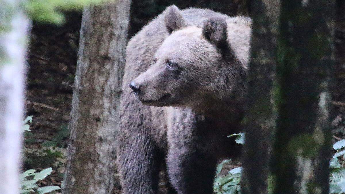 Bilder wie diese sind in Slowenien keine Seltenheit. Dort sollen derzeit 750 Bären ständig leben