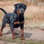 Ein Rottweiler hat zugebissen (Symbolbild)