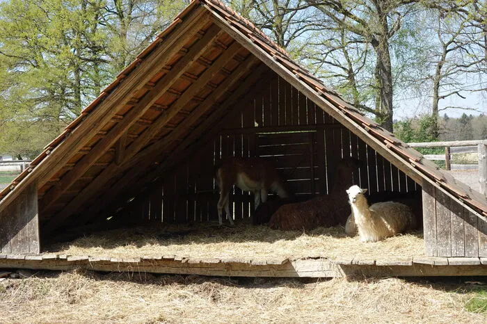 Die Lamas haben es sich im Schatten ihrer Behausung gemütlich gemacht.