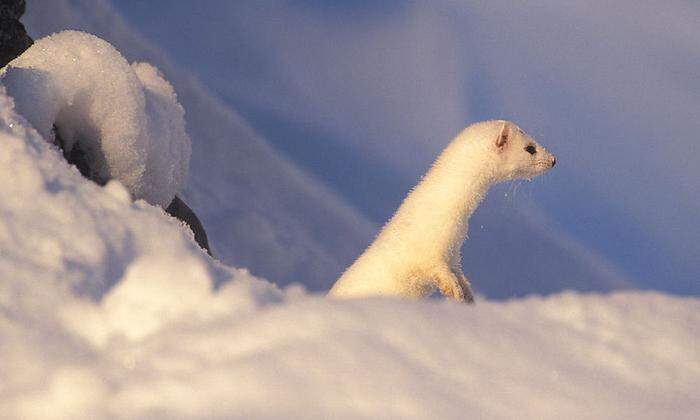 Ein Hermelin streckt die Nase aus dem Schnee