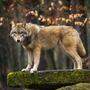 Das EU-Parlament berät diese Woche über den Umgang mit den Wölfen