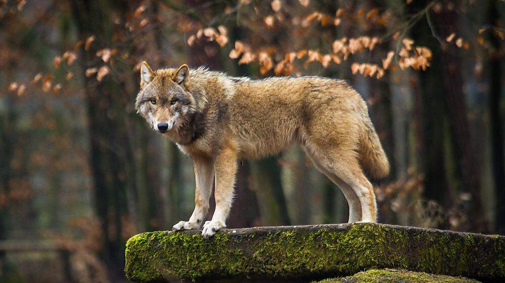Das EU-Parlament berät diese Woche über den Umgang mit den Wölfen