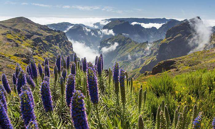 Blaues Blütenmeer: Natternkopf, der Stolz von Madeira