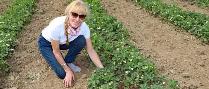 Staubtrocken ist die Erde auf den Feldern von Landwirtin Johanna Weber
