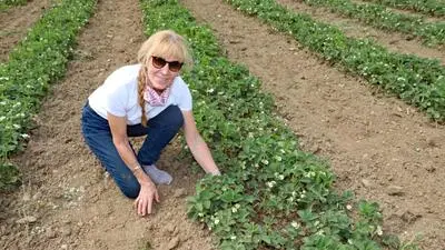 Staubtrocken ist die Erde auf den Feldern von Landwirtin Johanna Weber