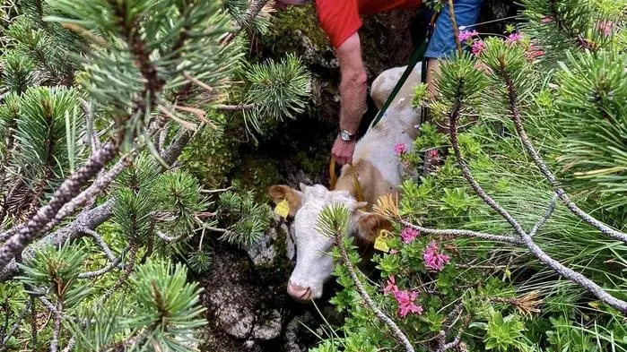 Das Kalb hatte sich nach dem Sturz in die Doline nicht mehr selber befreien können