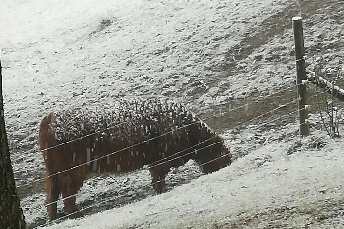 Ein "Schotte" im Schnee in Edelstauden.