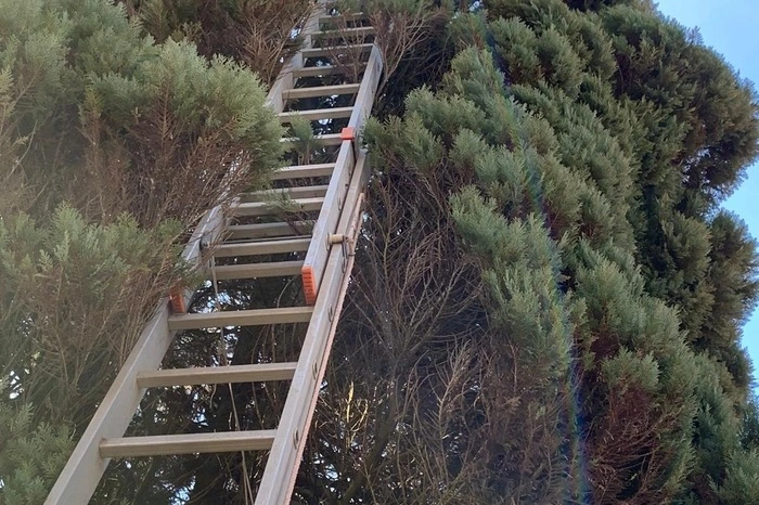 Mittels zweiteiliger Schiebeleiter konnten sie das Kätzchen vom Baum holen ...