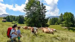 Immer wieder kommt es zu Angriffen von Kühen auf Wanderer