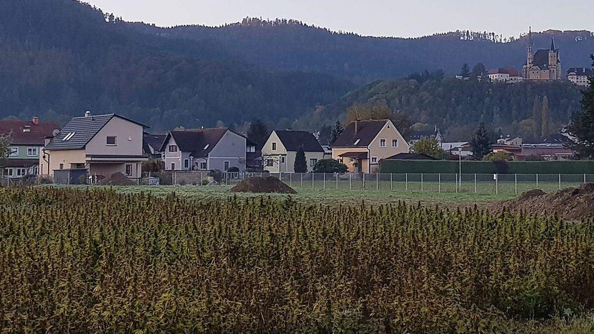 Hanfanlage in Judendorf sorgt für Kritik bei Anrainern   