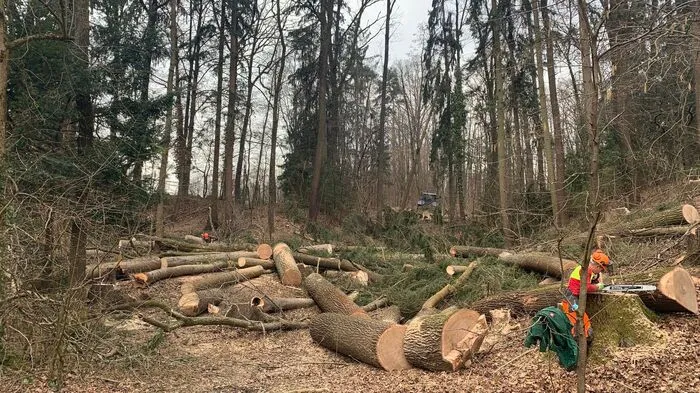Es begann mit einigen Bäumen ...