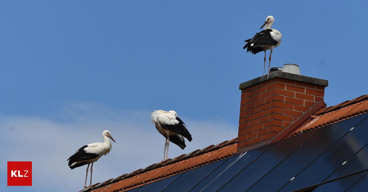 Killed by a dog? Young stork with severed head discovered