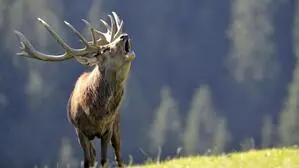 Ein Hirsch steht röhrend auf einer Wiese, im Hintergrund der Wald  | In der norditalienischen Gemeinde Chiuro gibt es wegen der Hirschbrunft ein nächtliches Fahrverbot 