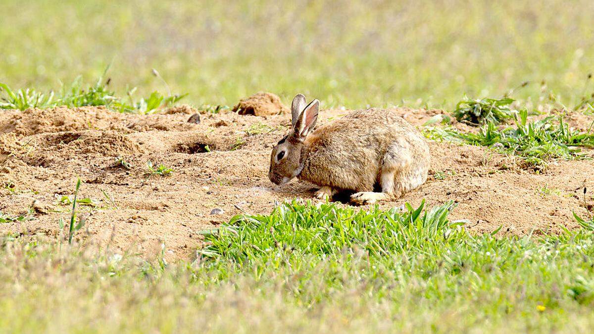 Wildkaninchen