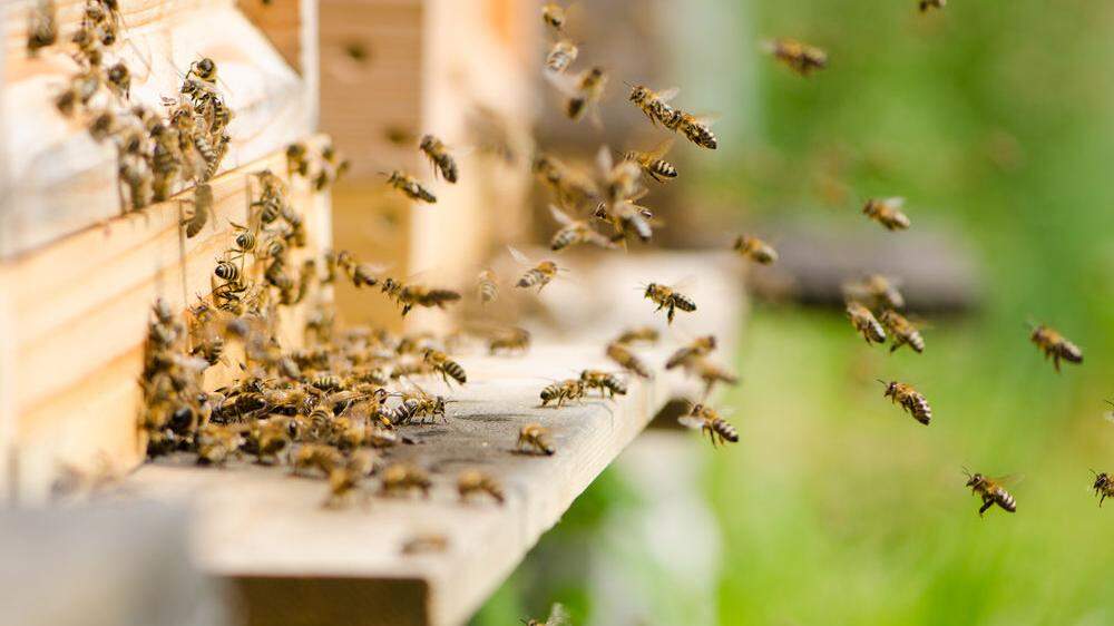 Bienen werden von der Faulbrut bedroht