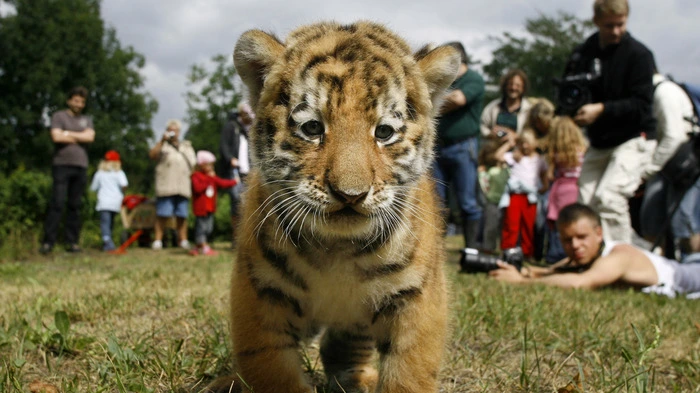 Der Amurtiger oder auch Sibirischer Tiger ist ein starkes Tier, aber es hat einen Schwachpunkt: Es ist vom Aussterben bedroht. Geschätzte 450 Exemplare der größten Tigerart soll es noch in Russland, China und wahrscheinlich auch in Nordkorea geben.